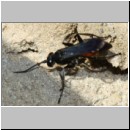 Anoplius infuscatus - Weswespe w007a 11mm - OS-Hollage-Lehmgrube-det.jpg